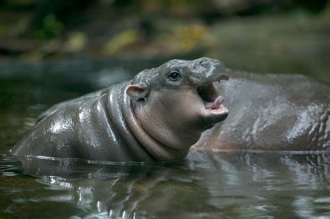 Unlike their chubby sociopath cousins, wild pygmy hippos are shy and timid, tending to ignore ...