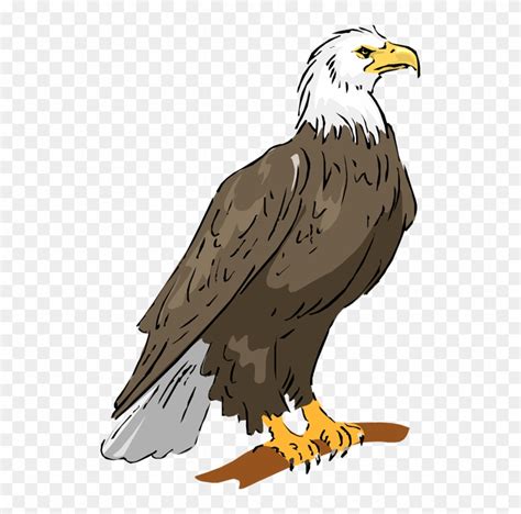 Bald Eagle Eagle Clipart - Eagle Clipart - Free Transparent PNG Clipart ...