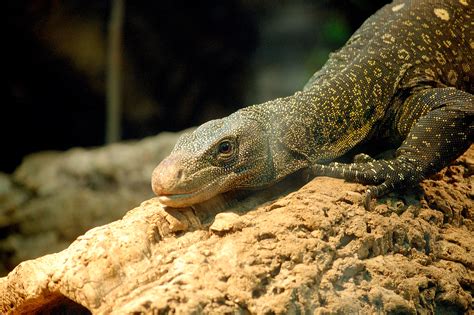 Free Images : vertebrate, komodo dragon, scaled reptile, terrestrial animal, monitor lizard ...