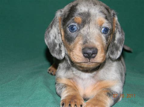 Dachshund Puppies Murfreesboro Tn / 3 - Dogs currently available for ...