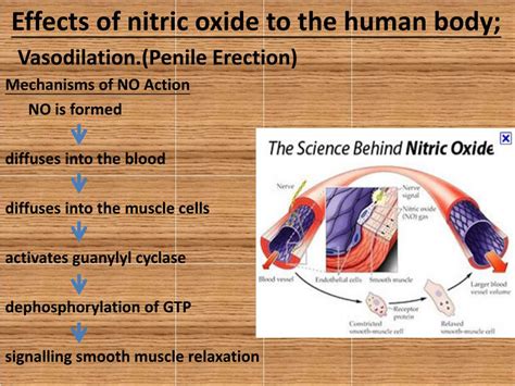 PPT - Nitric Oxide (Nitrogen monoxide) Endothelial Relaxing Factor (EDRF). PowerPoint ...