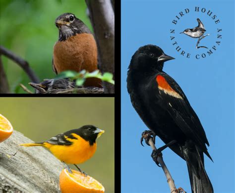 Ontario Bird Facts – Bird House Nature Company