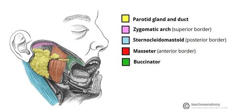 The Parotid Gland - Position - Vasculature - Innervation - TeachMeAnatomy