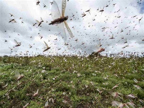 Swarm of Locusts Sweeps North and West parts of India | InFeed – Facts ...