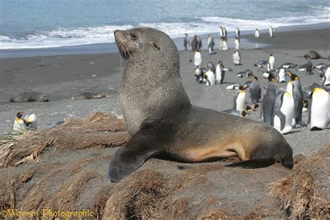 Antarctic Fur Seal photo - WP11954