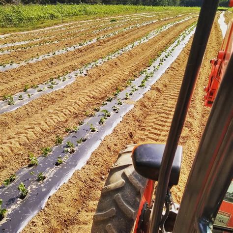 Getting Dry! - Farm Happenings at Sustainable Harvest Farm - Harvie