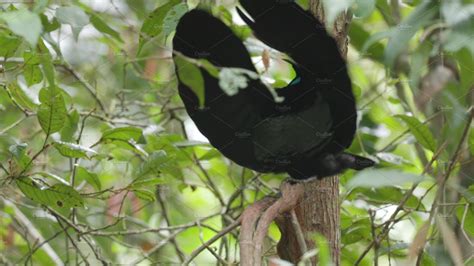 a front view of a male victoria's riflebird performing a mating display ...