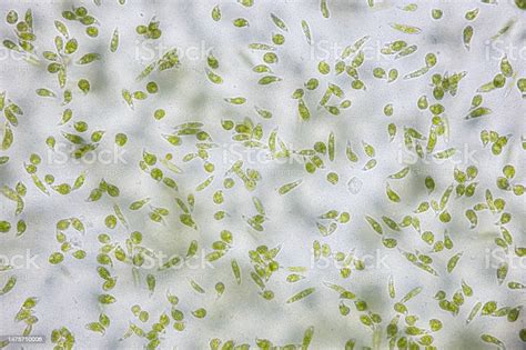 Euglena Under Microscopic View For Study Stock Photo - Download Image Now - Algae, Microscope ...