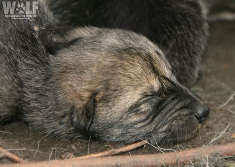 White Wolf : Endangered Mexican Wolf Pups Born in South Salem, NY