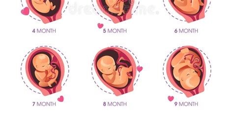 Stages Of Fetal Development Images