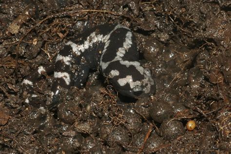 Marbled Salamander brooding her eggs. | Southern OH | L.D Alsbach | Flickr