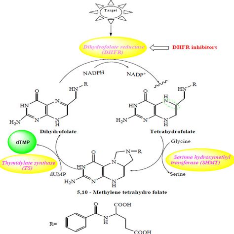 Pathway showing mechanism of action of DHFR inhibitor and sulfonamide... | Download Scientific ...