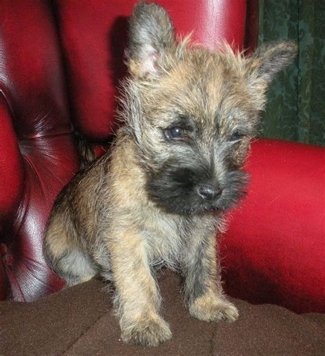 Cairn Terrier Puppies for Sale | Oswestry, Shropshire | Pets4Homes ...