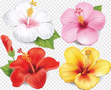 Flower Drawing, hibiscus, herbaceous Plant, annual Plant png | PNGEgg