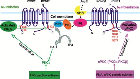 Protein kinase C epsilon mediates the inhibition of angiotensin II on ...