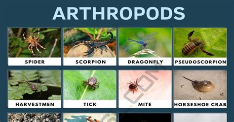 Arthropods: List of Popular Arthropods with Useful Facts • 7ESL