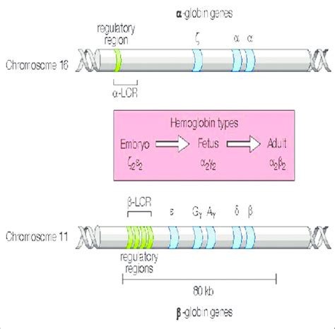 Globin gene clusters | Download Scientific Diagram