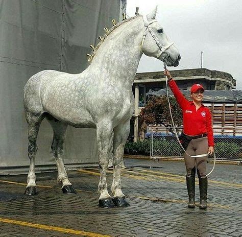 🌟🄷🄾🅁🅂🄴 🄻🄾🅅🄴🅁🅂 🄲🄾🄼🄼🅄🄽🄸🅃🅈🌟 on Instagram: “Wow! This Percheron is a giant!😱 . Do you prefer tall ...