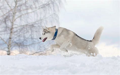 Husky Puppy Winter Wallpapers - Wallpaper Cave