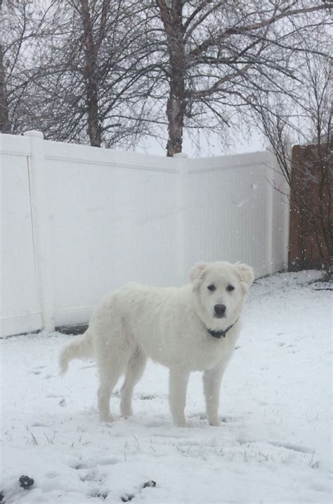 Anatolian Shepherd Great Pyrenees Mix