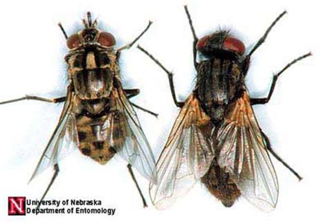 house fly - Musca domestica Linnaeus