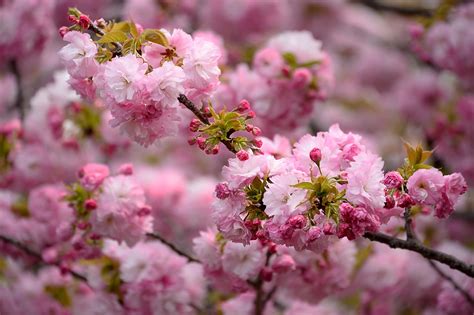 28+ Beautiful Spring Wallpapers for Desktop | Design Trends - Premium ...