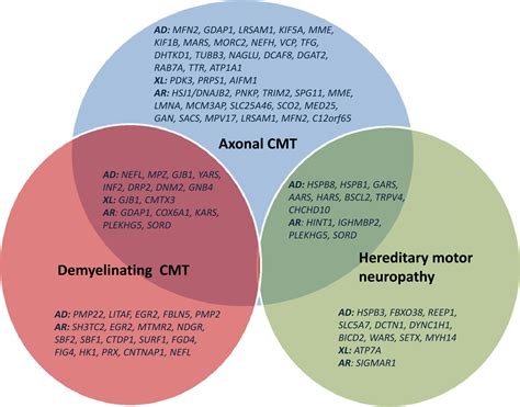 Charcot Marie Tooth Disease