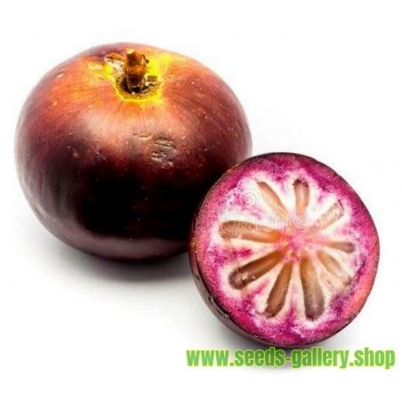 Star Apple Seeds (Chrysophyllum cainito) - Price €4.95