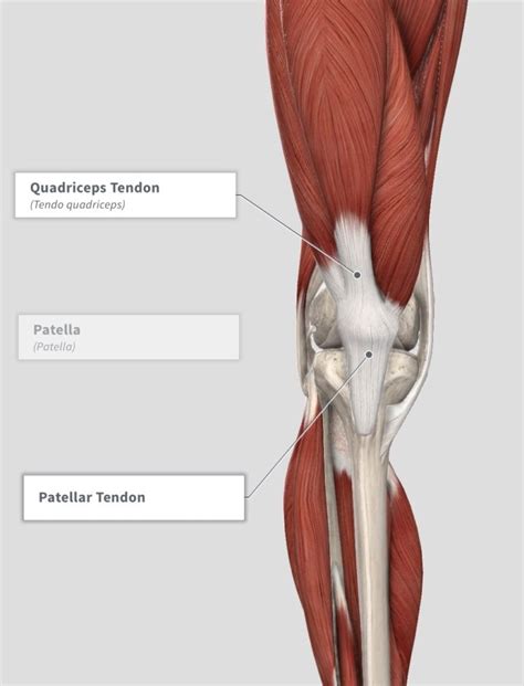 Patellar Tendinopathy | Bend + Mend: Physiotherapy and Pilates in Sydney's CBD