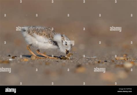 Endangered Piping Plover Stock Photo - Alamy