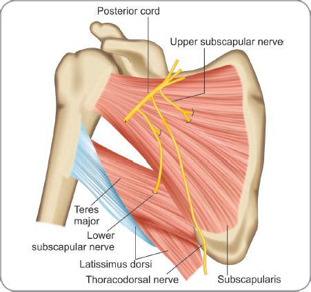 Thoracodorsal Nerve Latissimus Dorsi