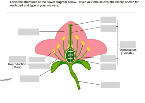 Blank Flower Diagram