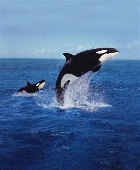 KILLER WHALE Orcinus Orca, MOTHER and CALF LEAPING Stock Photo - Image ...