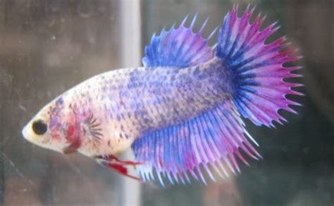 Baby male Betta fish :: Vang Bettas