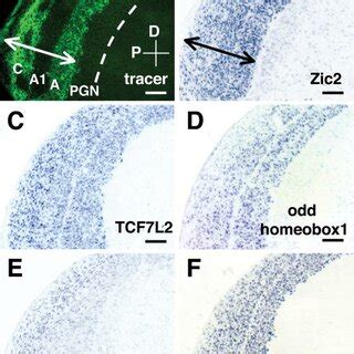 Molecules defining the LGN and its constituent layers. A, Distribution ...