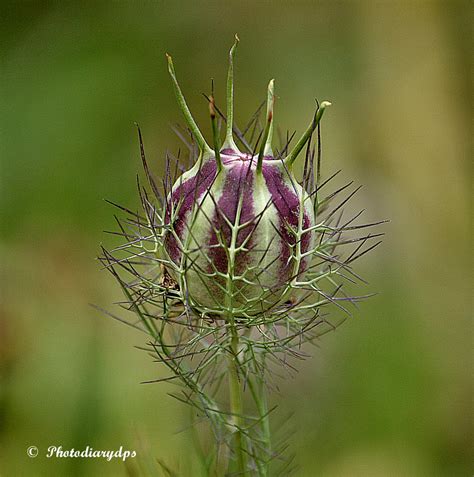 love in a mist seed pod - Google Search | Seed pods, Love flowers ...