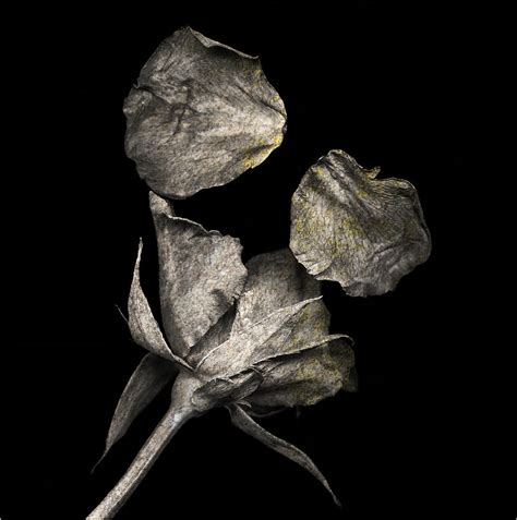 Withered Rose Photograph by Elizabeth Hounslea - Fine Art America