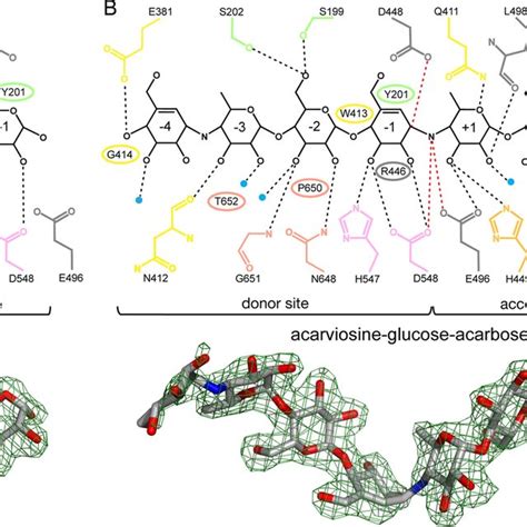 Mechanism of MalQ inhibition by acarbose. The two acarbose molecules ...