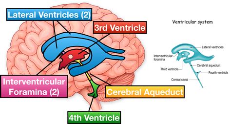 Floor Of Fourth Ventricle Easy Diagram | Viewfloor.co