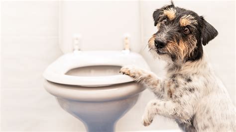 Vomiting in Dogs: What's in the Vomit? What can your dog's vomit tell you?