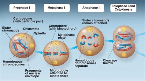 Mitosis and Cytokinesis. - YouTube