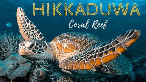 Hikkaduwa CORAL REEF - Best BEACHES and SNORKELING in SRI LANKA - YouTube