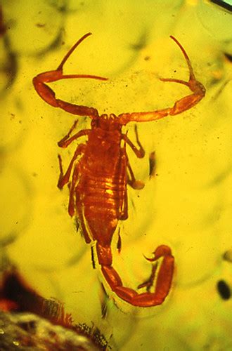 amber scorpion | Oregon State University studies of amber ar… | Flickr