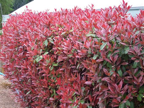 Photinia Red Robin hedge, plants available from www.hedgesonline.com ...