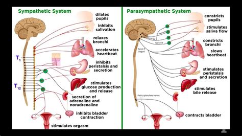 Parasympathetic Nervous System: Reset & Recovery – Recovery Systems Sport NZ