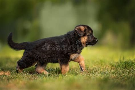 German Shepherd Puppy Walking on Grass in Summer Stock Photo - Image of german, pedigree: 185950916