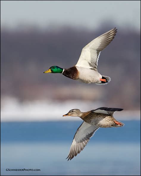 Photo :: Mallard pair in flight