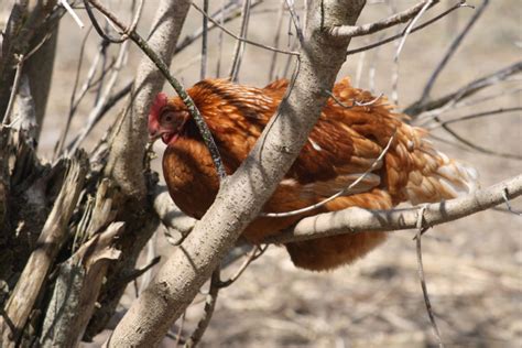 How to Build a Chicken Roost Out of Tree Branches