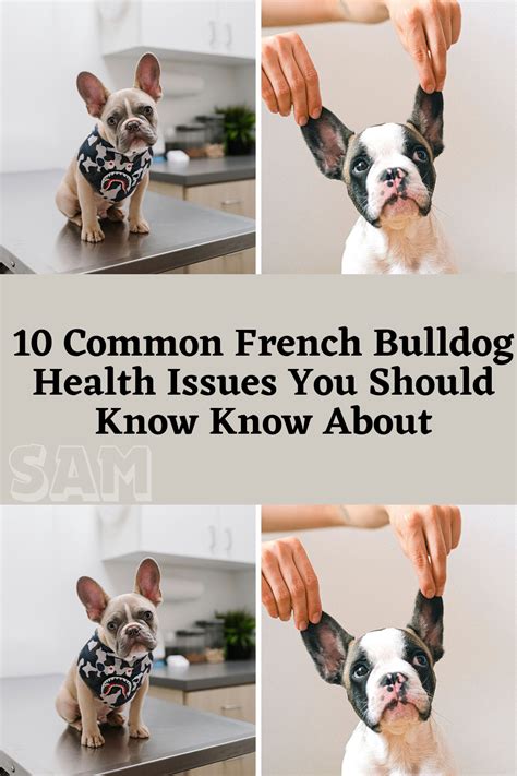 10 Common French Bulldog Health Issues You Should Know Know About in 2024 | Pet wellness, French ...