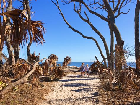 Driftwood Beach Jekyll Island, Georgia - everything you need to know